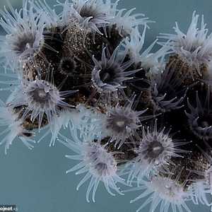 من بين الاكتشافات الرخويات والأسماك والإسفنج