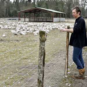 أرشيفية.. مزرعة لتربية الإوز في فرنسا