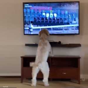 كلب يتابع سباق خيول يخطف إعجاب وسائل التواصل