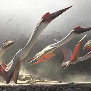 كشف أسرار جديدة عن التيروصورات الطائرة