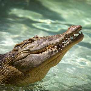 التمساح لم يتطور كثيرا عما كان عليه قبل 66 مليون سنة