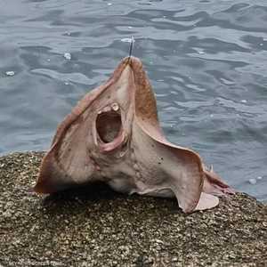 السمكة العجيبة تستطيع الصعق من خلال شحنات كهربائية