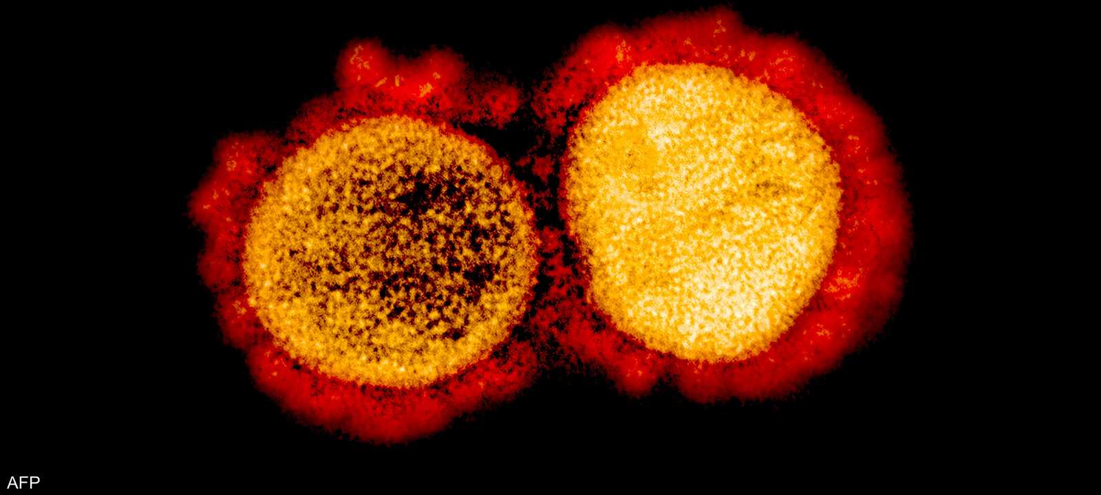 الطفرات تغير شكل البروتين الذي يغلف فيروس كورونا