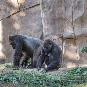8 من الغوريلا أصيبت بفيروس كورونا في حديقة حيوان سان دييغو