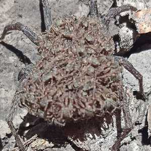 أنثى العنكبوت الذئب تحمل مئات الصغار على ظهرها