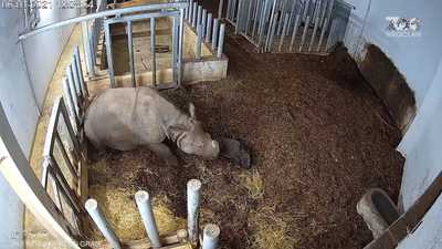 ولادة وحيد قرن هندي مهدد بالانقراض في بولندا