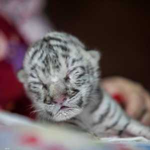 النمرة البيضاء الصغيرة "نييفيه"