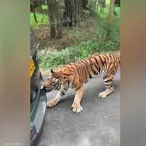 نمر بنغالي يهاجم سيارة رحلات سفاري