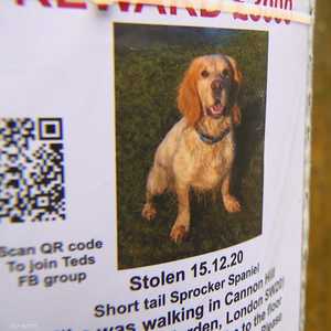 عائلة الكلب تيد عرضت مكافأة بـ5 آلاف جنيه إسترليني لاسترجاعه