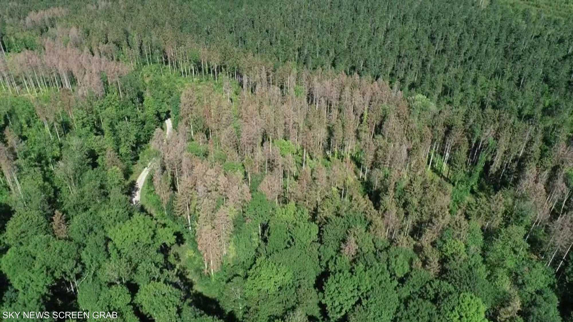 تدمير 43 مليون هكتار من الغابات خلال 13 عاما