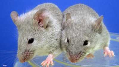لماذا ترسل الصين 4 فئران إلى الفضاء؟