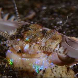 "بوبيت" دودة ذات شعر خشن تمتلك ما يشبه الأسنان