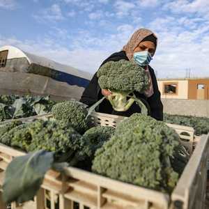 يحمي البروكلي من التوتر