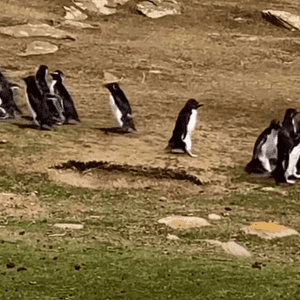 البطريق الضائع اختلط عليه الأمر بعد أن انضم للمجموعة الخاطئة