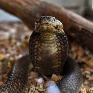 الدراسة شملت 3 أنواع من الكوبرا طورت السم 3 مرات مختلفة