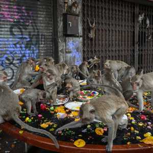 القرود شعرت بالجوع فداهمت مناطق سكنية- صورة أرشيفية