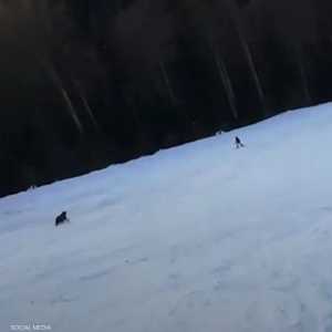 موقف مرعب.. دب يلاحق متزلجا