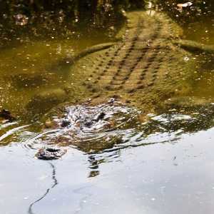 نجا الرجل من التمساح لكنه أصيب بجروح في الرأس