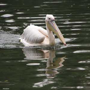 إنفلونزا الطيور تفتك بأكثر من 250 بجعة في موريتانيا