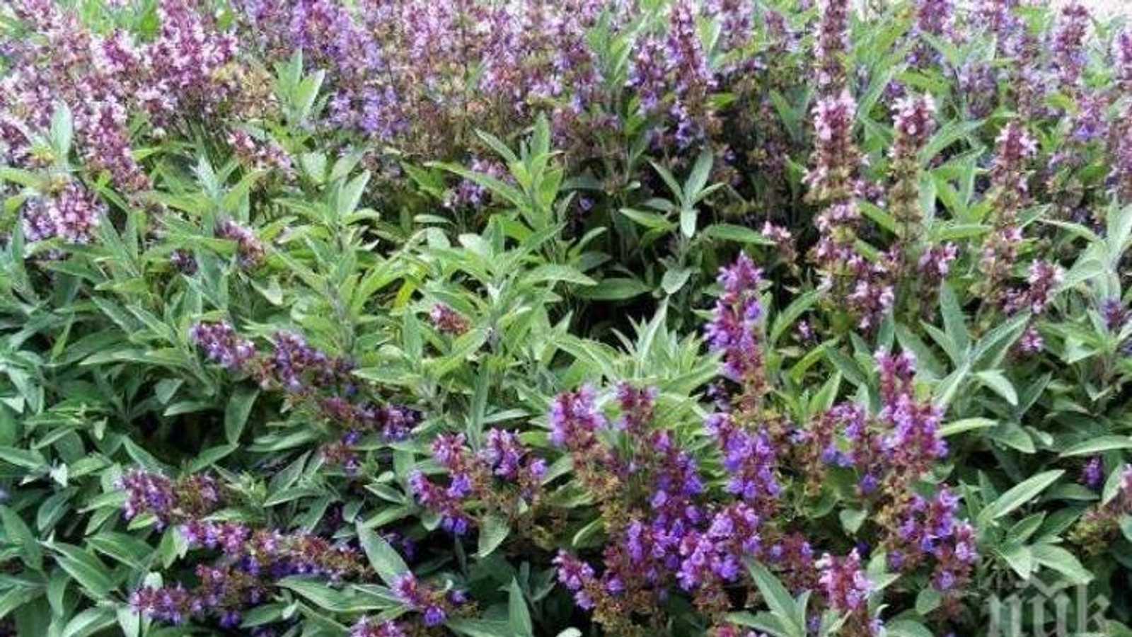 المريمية أو الميرمية.. عشبة عطرية لها فوائد عديدة