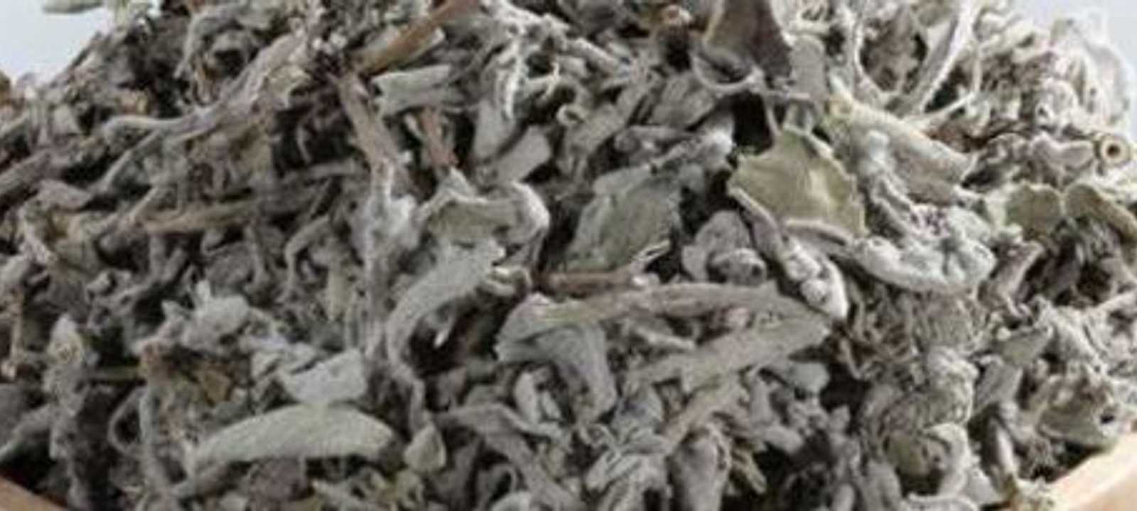 عشبة الميرمية تعود تسميتها إلى السيدة العذراء