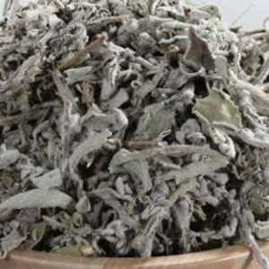 عشبة الميرمية تعود تسميتها إلى السيدة العذراء