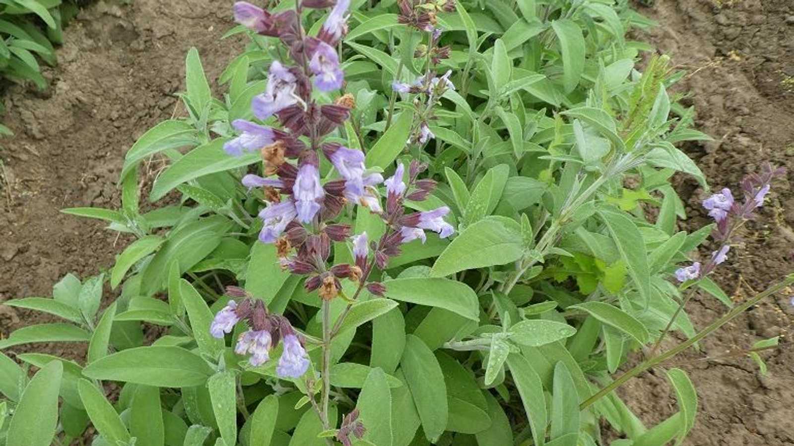 تعد الميرمية كنزا زراعيا لأهالي سيناء