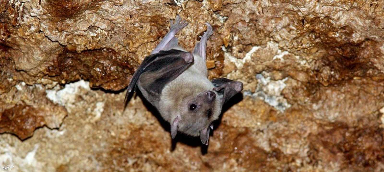 الخفاش يعد بمثابة مركز تدريب للفيروسات