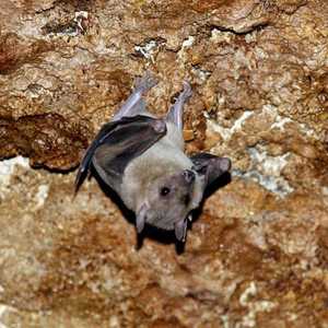 الخفاش يعد بمثابة مركز تدريب للفيروسات