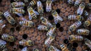 النحل ضحية خروج بريطانيا من الاتحاد الأوروبي.