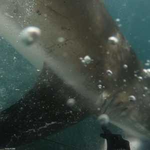 هجوم القرش على ويلسون