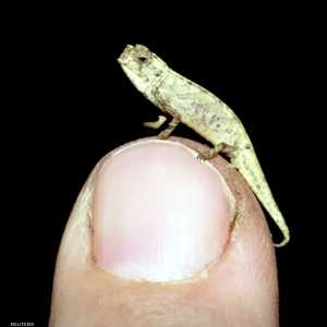 الحرباء النانو.. حجمها بحجم بذرة عباد الشمس