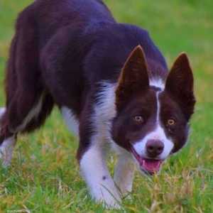 الكلب الراعي المدرب جيدا يحطم الأرقام القياسية بأسعار الكلاب