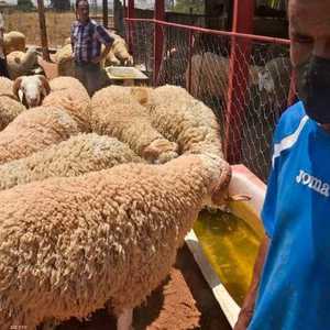 القرار أنعش حركة الأسواق