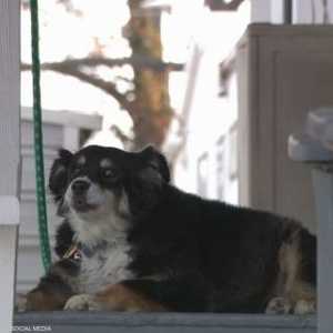 الكلبة لولو