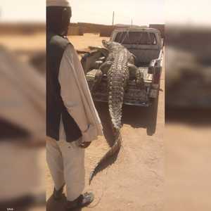 تمكن المزارع من اصطياد التمساح بعد مطاردة استغرقت 21 يوما