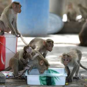 قردة بولاية تاميل نادو الهندية