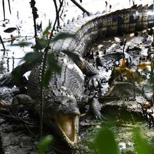 العثور على رفات بشرية داخل تمساح في أستراليا