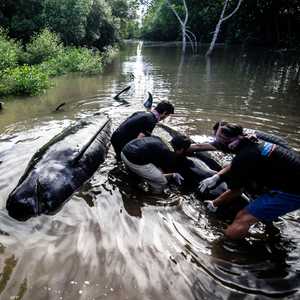 جنوح حيتان في جاوة الإندونيسية - أرشيفية