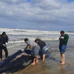 الخبراء المصريون يجرون قياسات على الحوت النافق