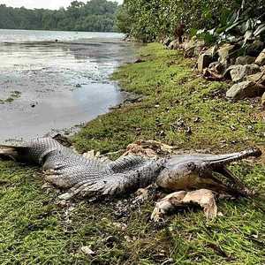 السمكة المتوحشة تعيش في جنوب الولايات المتحدة