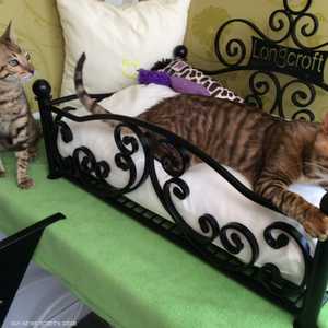 قط نزيل في أحد غرف الفندق.