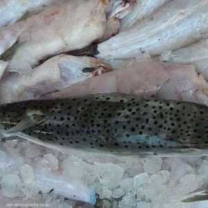 سمكة الأرنب معروفة بسميتها العالية