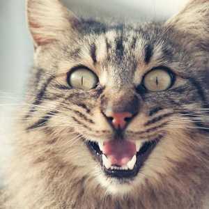 القطة هاجمت الربان