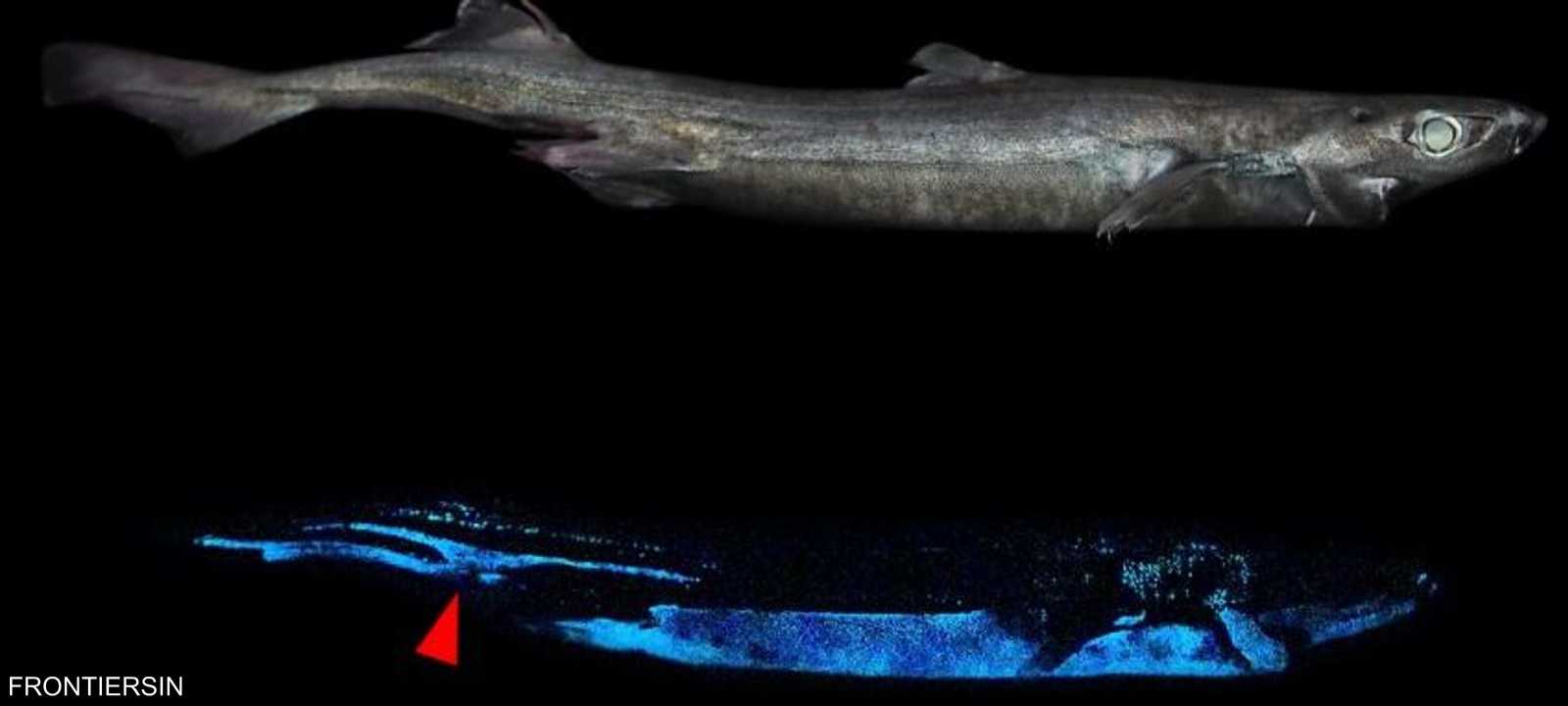 عثر على سمك القرش المتوهج قبالة سواحل نيوزيلندا