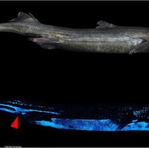 عثر على سمك القرش المتوهج قبالة سواحل نيوزيلندا