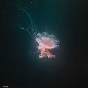 تقوم الشرطة الأسترالية حاليا بإعداد تقرير عن وفاة الصبي