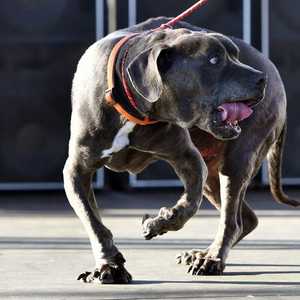 كلب من طراز "بيتبول"