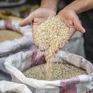 دراسة تكشف فائدة عظيمة لبذور السمسم