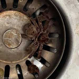 ظل الرجل محافظا على هدوئه ثم التقط له صورة